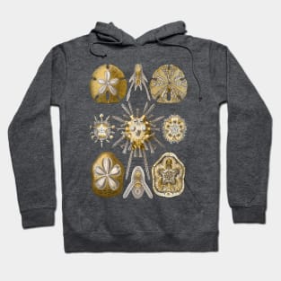 Ernst Haeckel Echinidea Sea Urchin Hoodie